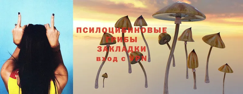 Псилоцибиновые грибы Psilocybine cubensis Козьмодемьянск